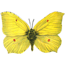 Common Brimstone - Gonepteryx rhamni icon